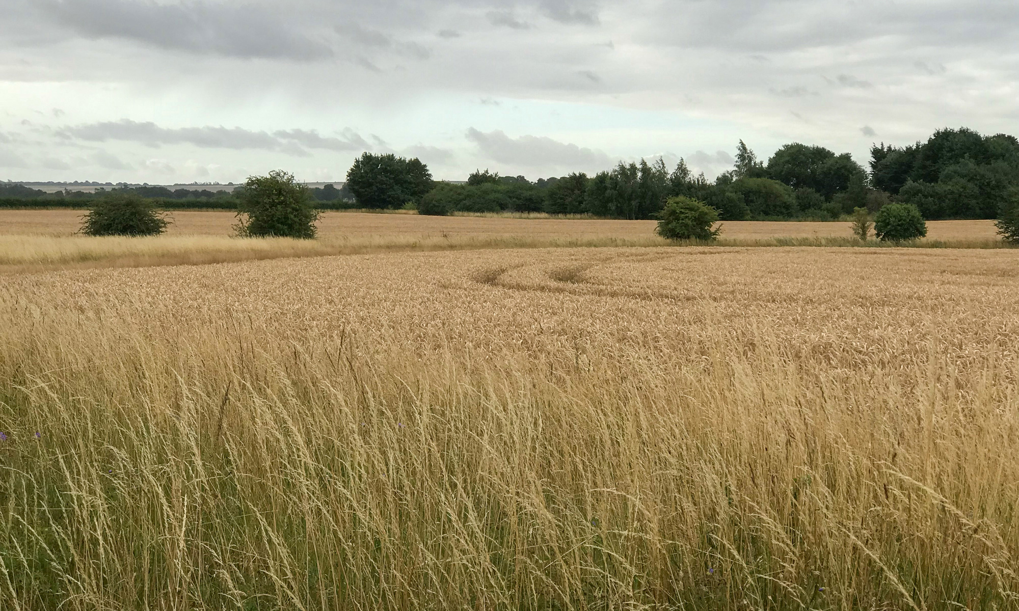 A view on the downs overlooking a field of wheat and the hawthorn trees